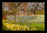 Keukenhof Hollandia 064